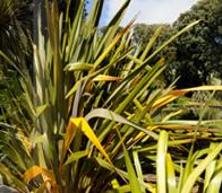 Abbostsbury Subtropical Gardens