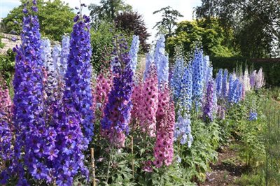 Godinton House Delphinium Festival