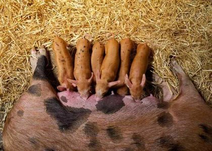 Rare Breeds Centre, Ashford