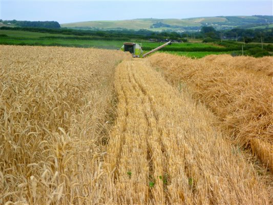 Harvest