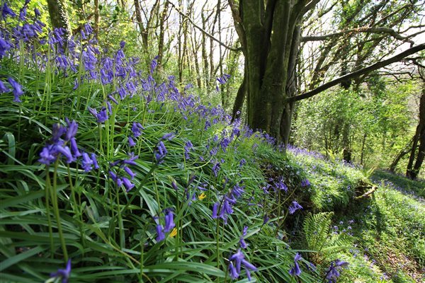 Bluebell Woods 