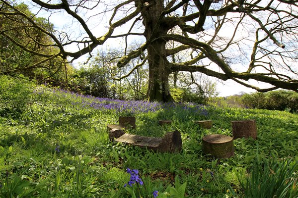 Bluebell seating under beech tree