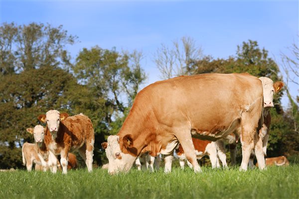 Cows and calves