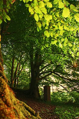 Woodland walks beech tree