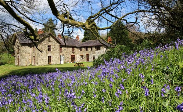 The Farmhouse and bluebells