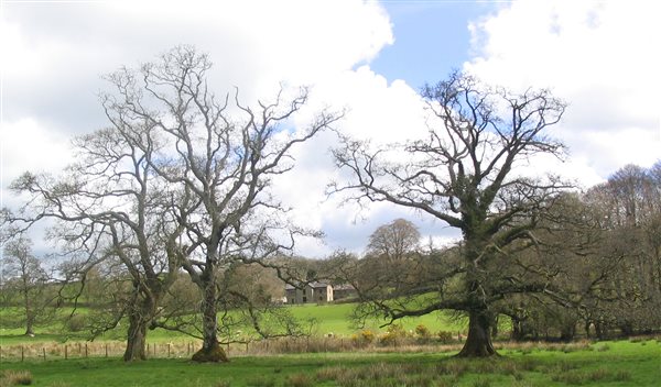 Gwarmacwydd House