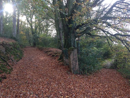 Autumn walks 