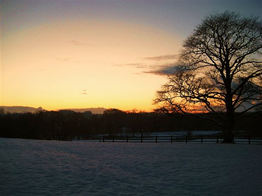 Copper beech tree sunset silhouette 