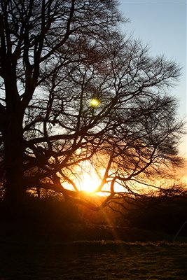 Beech tree sunset