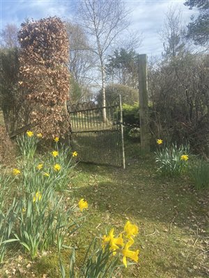 daffodils