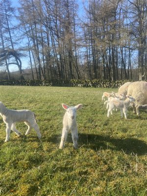 lambs