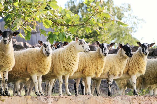 Sheep in the farmyard