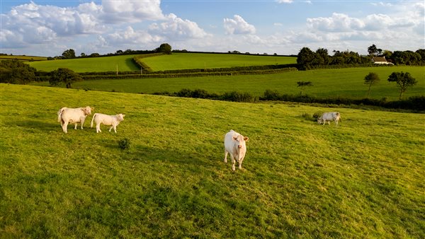 pedgiree charolais herd