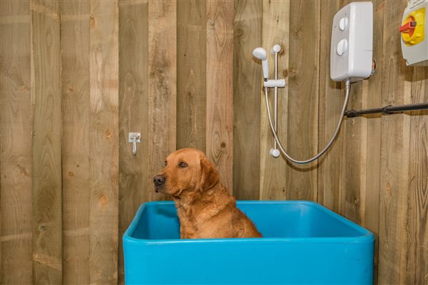 Blue dog wash in the court yard with electric shower