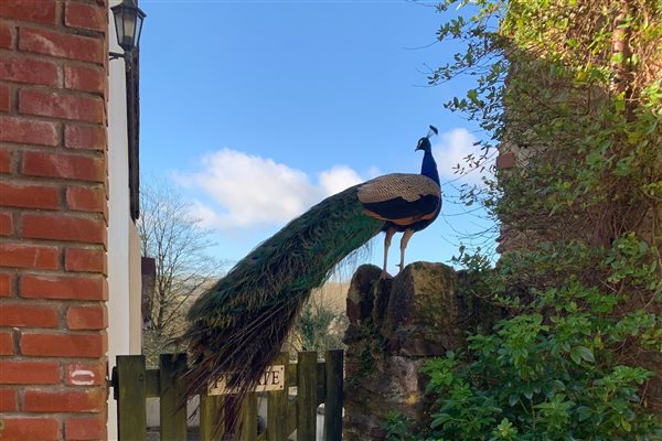 Peacock