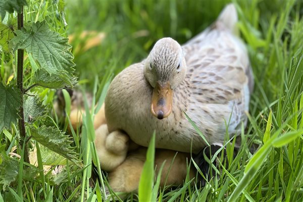 Duck with ducklings