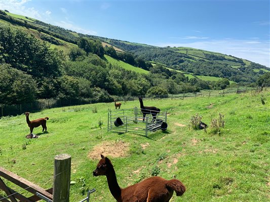 Alpacas