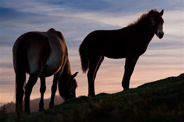 Exmoor Ponies