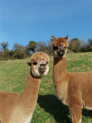 Coulscott Alpacas