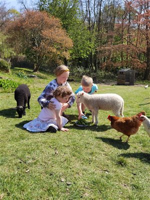 coulscott lambs and chickens feeding time farmstay