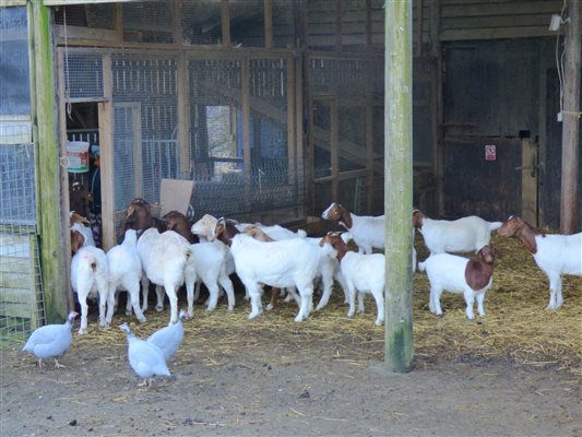 Boer Goats waiting for breakfast at Nannerth Country Holidays