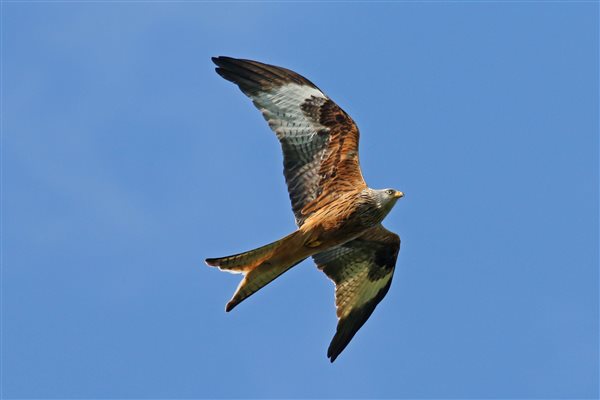 Red Kites are frequently seen from the Loft roof windows.