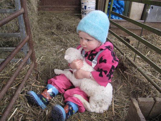 Cwtching lambs at Nannerth Country Holidyas