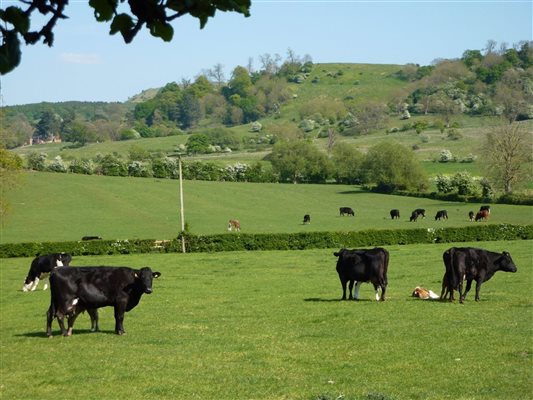 contented cows