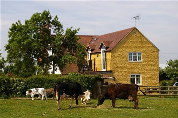 cow and calves 