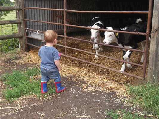 feeding calves