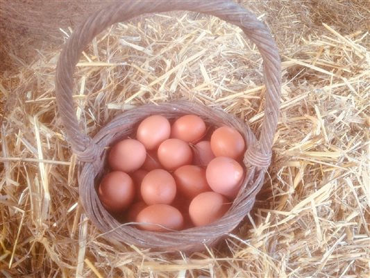 fresh eggs daily