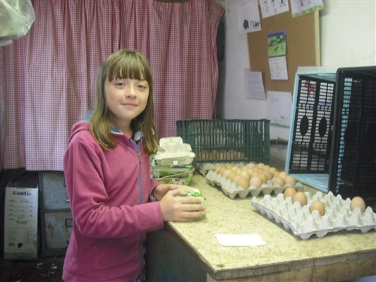 in the egg shed