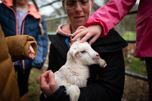 Animal Handling