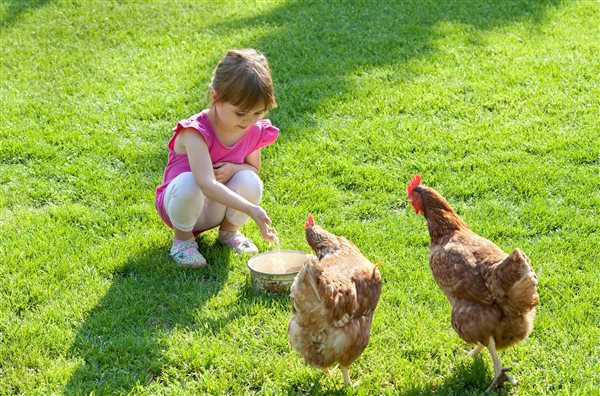 feeding hens