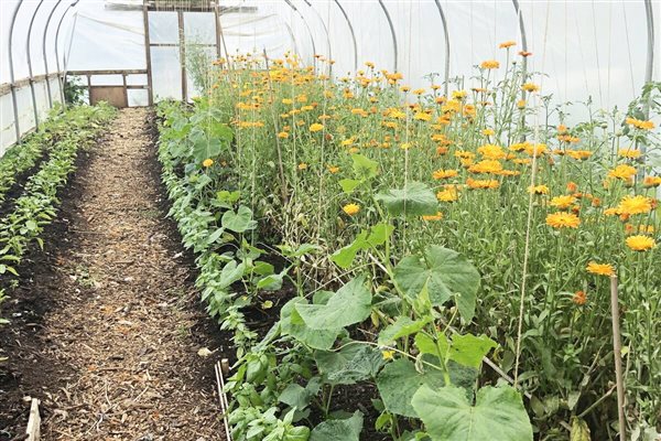 polytunnel calendula