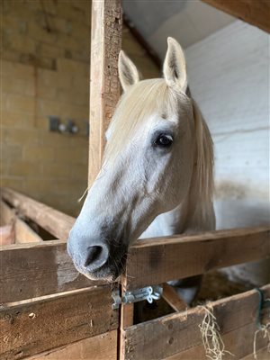 white andalusian horse