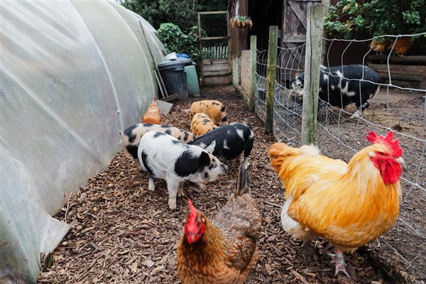 kune kune piglets buff orpington cockerel