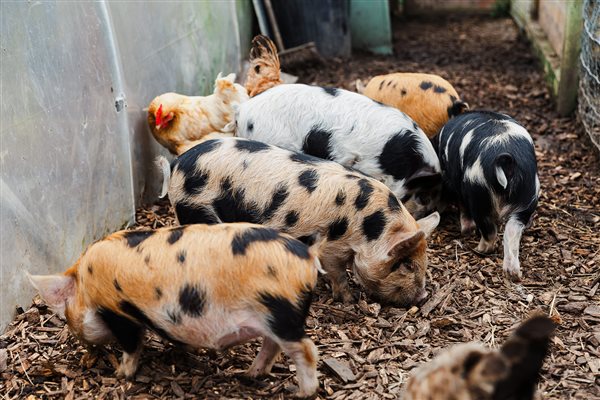 kune kune piglets