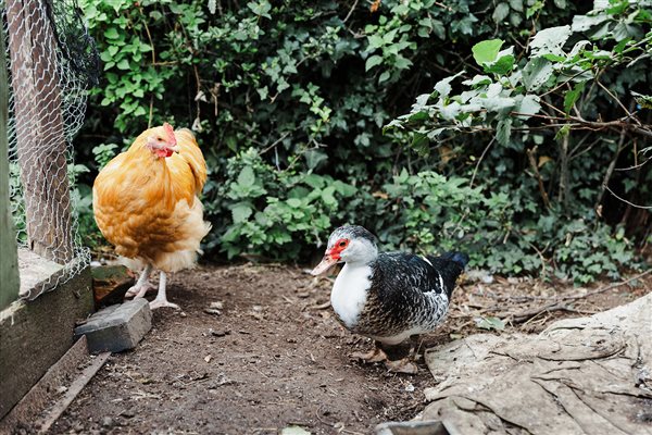 buff orpington chicken muscovy duck