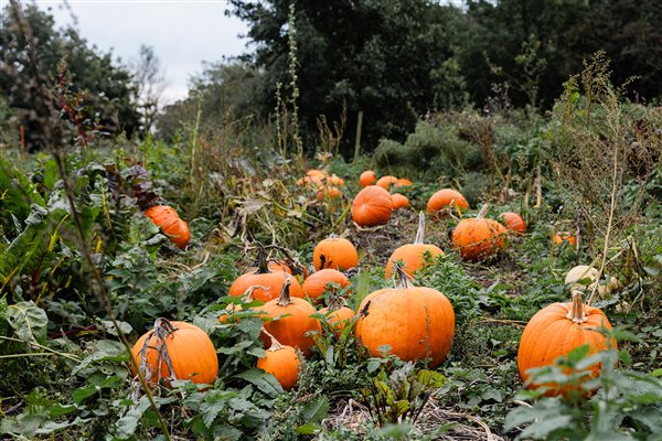 orange pumpkin patch