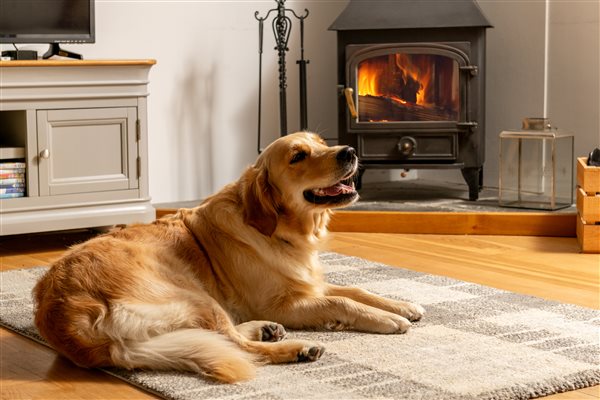 Golden retriever by the woodburner