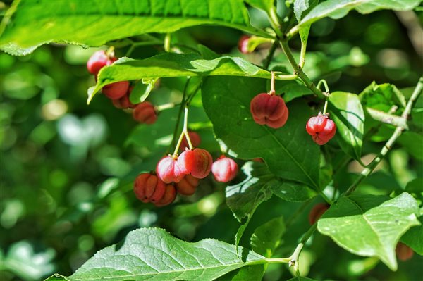 Dunsdon Farm close-up of spindle tree