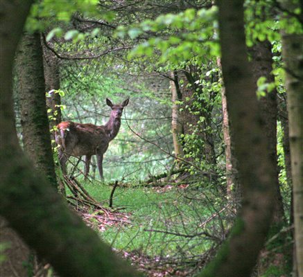 Deer in Huxtable Farm Woodland