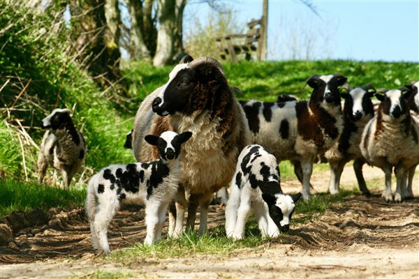 Jacob sheep with lambs