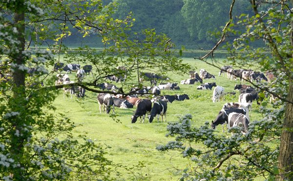 Cows grazing