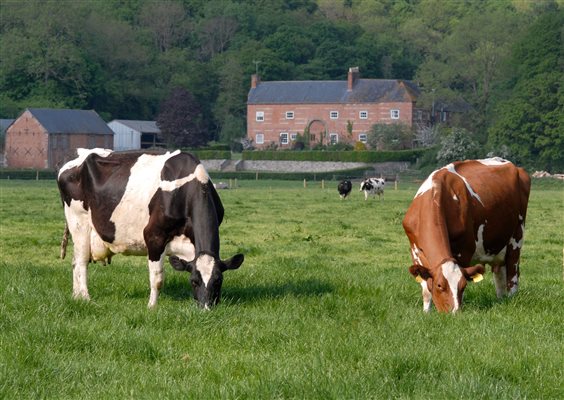 Cows red and black white