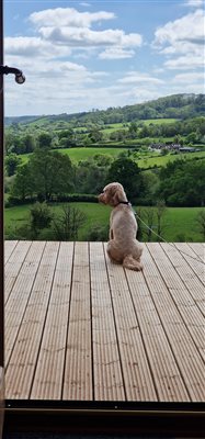DeckDog