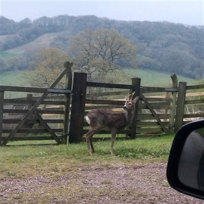 Deer visiting