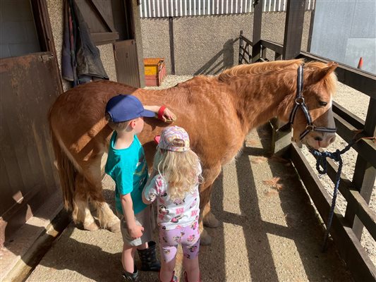 Children grooming ponies