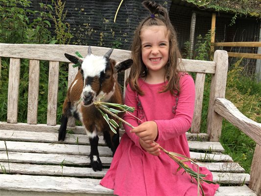 Girl On Bench Feeding Goat